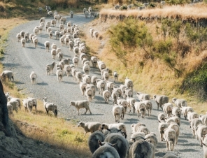 sheep on road